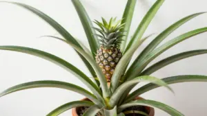 Pineapple Plant