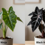 Alocasia Ninja Vs Black Velvet: Which Plant To Choose?