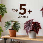 5+ List Of Angel Wing Begonia Varieties