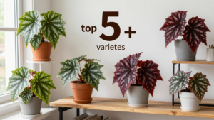 Angel Wing Begonia Varieties