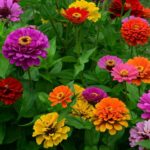 7 Rich Zinnia Plant Benefits to Sack