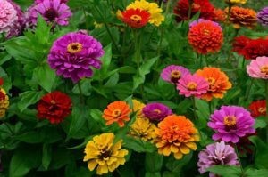 Zinnia-Flower