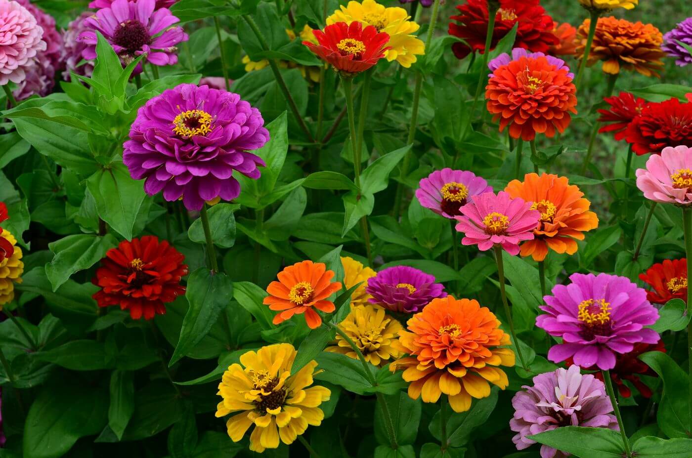 Zinnia-Flower